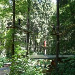 Tree climbing3