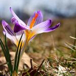crocus